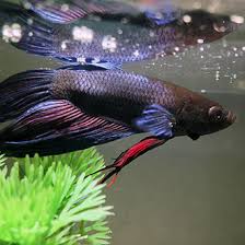 Betta Fish Diseases Healthguidance
