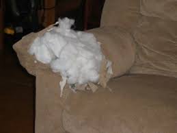 Maybe you would like to learn more about one of these? Dog Ate Couch Arm Thriftyfun