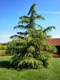 We did not find results for: Cutting Back Cedar Trees Safely Learn How To Prune An Overgrown Cedar Tree
