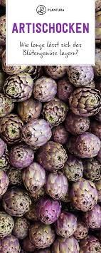 Artischocken Ernten Und Lagern Artischocken