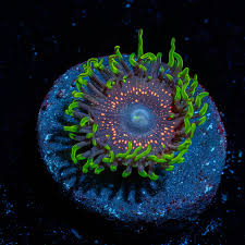 Image result for Psydrax richardsiae