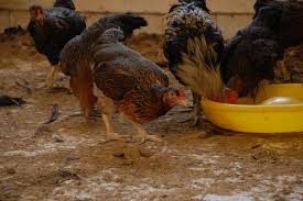 Check spelling or type a new query. Balitbangtan Kembali Ciptakan Varietas Ayam Terbaru Ayam Sensi 1 Agrinak Artikel Pertanian Terbaru Berita Pertanian Terbaru