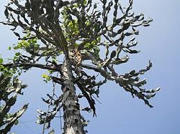 Image result for Euphorbia baylissii