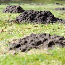 Meine eltern erholen sich am haufigsten auf der krim. Kaninchen Im Garten Vertreiben Frag Mutti