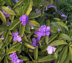 Image result for Brunfelsia pauciflora