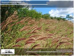 Image result for Cenchrus polystachios