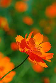 Bright Vivid Orange Flower And Green Grass Occahome Summertime Orange Flowers Beautiful Flowers Flowers