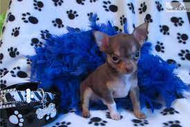 Teacup Chihuahua Male Gizmo Teacup Chihuahua Chihuahua Puppies Chihuahua For Sale