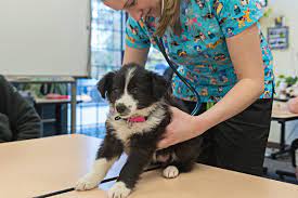Check spelling or type a new query. Free Vet Clinic Caters To Pets Of Homeless Low Income Owners In Lower Mainland Maple Ridge News
