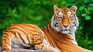 Alipore Kolkata Zoo India Hd Bengal Tiger Leopard Hippopotamus Youtube