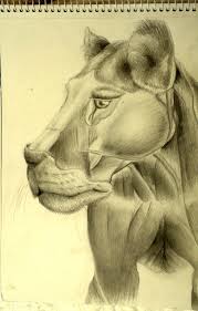 Either animal will initiate mating by rubbing heads or sniffing. Lioness Anatomy By Maltakreuz On Deviantart