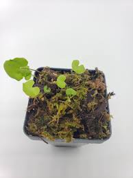 Image result for Utricularia tortilis