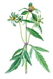 Image result for foto Dvouzubec