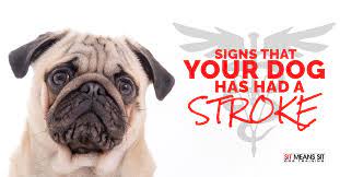 How to tell if a dog had a stroke. Signs That Your Dog Has Had A Stroke Sit Means Sit Dog Training