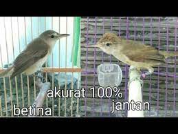 Cara Mudah Membedakan Kerak Basi Alis Putih Jantan Dan Betina Youtube