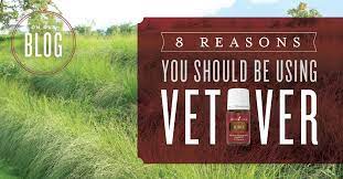 August 3, 2018march 17, 2021. 8 Vetiver Essential Oil Tips Young Living Blog