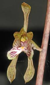 Image result for Oeceoclades