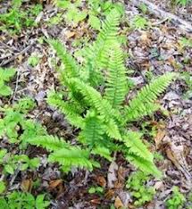First, these plants are better adapted to soils, moisture and weather than exotic plants that evolved in other parts of the world. 23 Tennessee Native Plants Ideas Native Plants Plants Tennessee