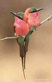 Beautiful Beautiful Birds Pretty Birds Colorful Birds