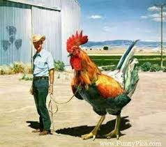 Image result for IMAGES OF SILLY CRAZY CHICKENS