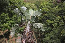 Image result for Strelitzia caudata