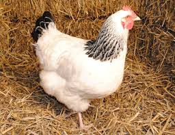 Poule Sussex Une Race Poule Pondeuse A Avoir Dans Son Poulailler Guide Pour Elever Des Poules Dans Son Jardin Poule Pondeuse Races De Poules Pondeuses Poule
