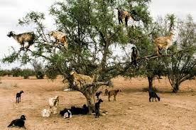 Résultat de recherche d'images pour "goats in argan tree"