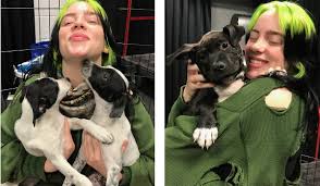 So for the overall character of puppy miami, you can remember us.you can get healthy puppy at puppy miami. Photos Billie Eilish Plays With Puppies From Miami Animal Shelter Before Concert Miami New Times