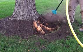 We did not find results for: Rescuing Trees From Girdling Roots Spotts Garden Service