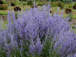 Check spelling or type a new query. How To Plant Grow And Care For Russian Sage Hgtv