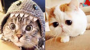 See more ideas about cute cats, cats and kittens, cats. The Cutest Cats In The World Youtube