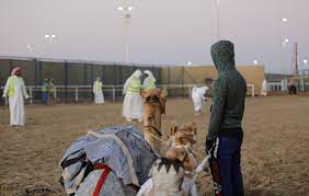 Al wathba camel race video. 2021 Guide To Camel Race Abu Dhabi Arabiers