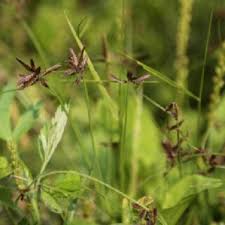 Image result for Pycreus