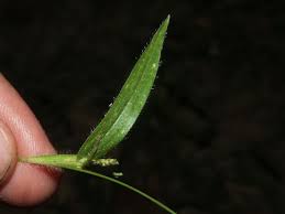 Image result for Hackelochloa granularis