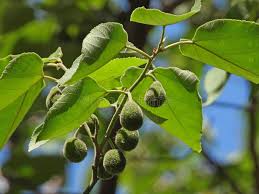 Image result for Broussonetia