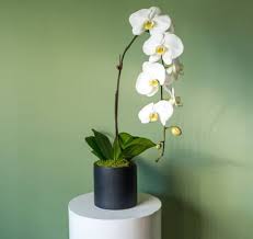 Check spelling or type a new query. 14 Amazing Positive Energy Plants For Home Office