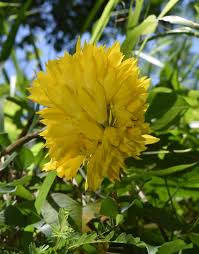 Image result for Eulophia ensata