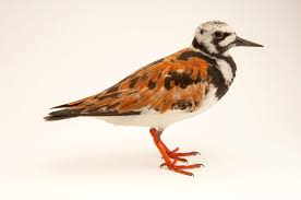 Image result for Entada arenaria