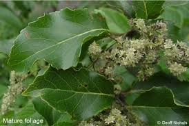 Image result for Homalium