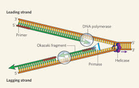 Leading & Lagging Dna Strands - Video Tutorials & Practice Problems |  Channels For Pearson+