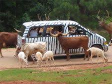 Attractions Fun Places To Go Wild Animal Park Road Trip With Kids