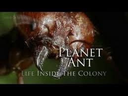 Planet Ant Life Inside The Colony Ant Documentary Made By The Bbc 89 Minutes Http Www Youtube Com Watch V Ghgno2bits0 Bbc Planet Ants Documentaries