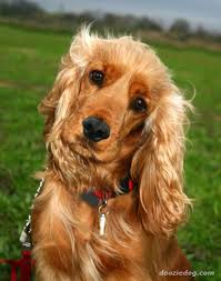 Cocker Spaniel Favoritos Cocker Spaniel Dog Cocker Spaniel Puppies Spaniel Puppies
