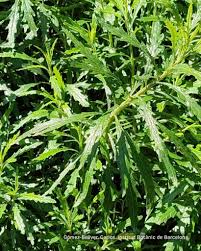 Image result for Senecio ruwenzoriensis
