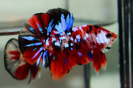 Pin By Chee Chang On Betta Fish The Live Art 2018 Betta Fish Koi Betta Betta