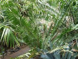 Image result for Encephalartos chimanimaniensis