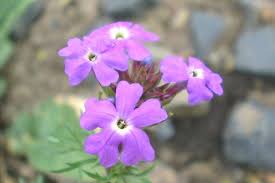 Image result for Verbena aristigera