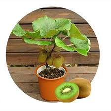 Although kiwi fruits are one of the most popular fruits at this time, those with a longer memory will remember that a few decades ago they were almost unknown. Thailand Mini Kiwi Fruit 1seeds 40 Seeds Bonsai Plants Delicious Kiwi Small Fruit Trees Seed Buy Online In Bahamas At Bahamas Desertcart Com Productid 180669512