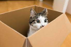 Cat in the box в youtube. The Cat In The Box Logic Puzzle Wrytin