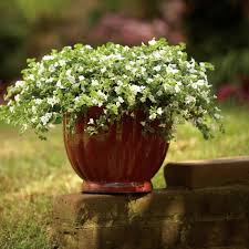 Image result for Bacopa
